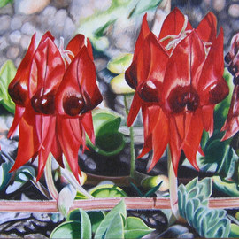 Delma White: 'Summer Colour', 2010 Oil Painting, Botanical. Artist Description:  The beautiful Sturts Desert Pea is a flash of beauty in the harsh Australian deserts. ...