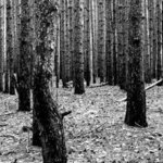 Pine forest By Stef Dorin