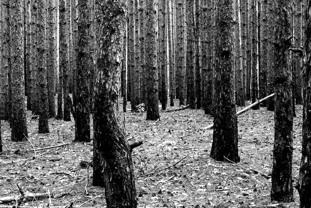 Artist Stef Dorin. 'Pine Forest' Artwork Image, Created in 2015, Original Photography Infrared. #art #artist