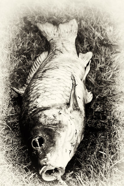 Artist Stef Dorin. 'The Death Fish' Artwork Image, Created in 2007, Original Photography Infrared. #art #artist