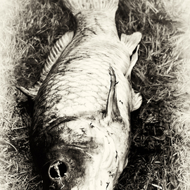 Stef Dorin Artwork The death fish, 2007 Black and White Photograph, Fish