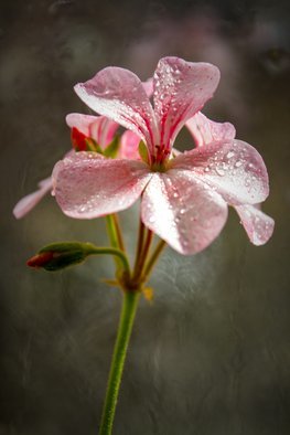 Dmytro Suptelia: 'geranium', 2017 Color Photograph, nature. geranium, flower, tender, beauty, ...