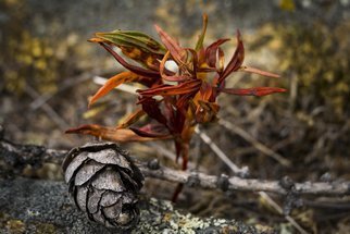 Dmytro Suptelia: 'macro', 2017 Infrared Photograph, nature. macro, plant, color, ...