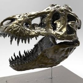 tyrannosaurus skull By Sebastian Novaky