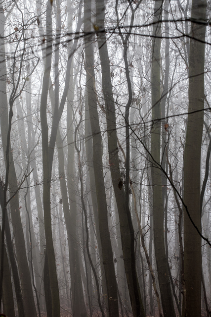 Artist Frits Selier. 'Misty Woods' Artwork Image, Created in 2012, Original Photography Color. #art #artist