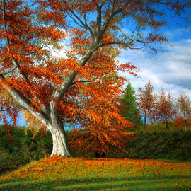 Sergio Zampieri: 'Autumn', 2010 Oil Painting, Landscape. Artist Description:   Original oil painting on canvas tree leaves sky clouds autumn ...