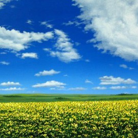 Sergio Zampieri: 'Serene horizon', 2010 Oil Painting, Landscape. Artist Description:      Original oil painting on canvasspring yellow flowers field green clouds sky blue   ...