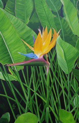 Steven Fleit: 'bird of paradise', 2019 Acrylic Painting, Floral. A beautiful flower found along a path bordering the ocean in South Beach, Miami, Florida. ...