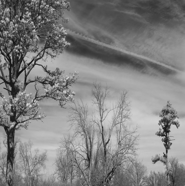 Steven Brown  'Trees And Clouds', created in 2012, Original Photography Color.