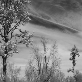 Steven Brown: 'Trees and Clouds', 2012 Black and White Photograph, Landscape. Artist Description:   black & white, nature, fine art, fine art photography, landscape, trees, clouds, sky      ...