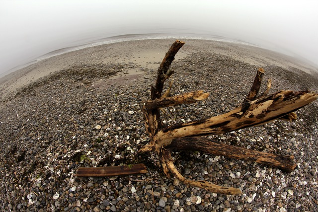 Shelley Catlin  'Driftwood', created in 2014, Original Photography Digital.