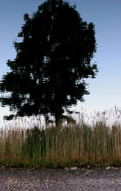 Shelley Catlin: 'Tree', 2015 Digital Photograph, Abstract Landscape.   Tree, water, reflection           ...