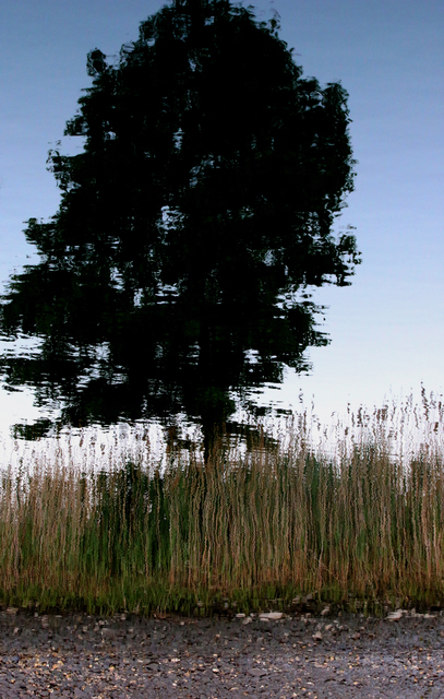 Shelley Catlin  'Tree', created in 2015, Original Photography Digital.