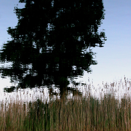 Shelley Catlin: 'Tree', 2015 Digital Photograph, Abstract Landscape. Artist Description:   Tree, water, reflection           ...