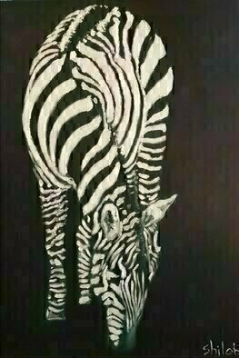 Dan Shiloh: 'zebra black background', 2023 Acrylic Painting, Animals. Zebra black on white...