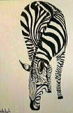 Dan Shiloh: 'zebra white background', 2023 Acrylic Painting, Animals. Zebra ...