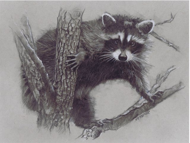 Artist Sid Weaver. 'Racoon' Artwork Image, Created in 2014, Original Drawing Pencil. #art #artist