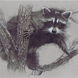 racoon By Sid Weaver