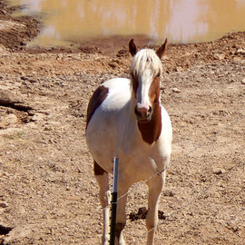 Debbi Chan: ' a  true beauty', 2010 Color Photograph, Equine. Artist Description:     photos from Idaho.     ...