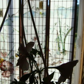 Debbi Chan: 'a flower surprise', 2010 Color Photograph, Botanical. Artist Description:     photos from idaho                                                                           ...