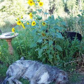 Debbi Chan: 'a nap under the sunflowers', 2010 Color Photograph, Botanical. Artist Description:             photos from Idaho.       ...