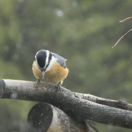 Debbi Chan: 'a nut hatch', 2011 Color Photograph, Birds. Artist Description:     photos from idaho.   ...