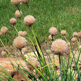 Debbi Chan: 'a puff of balls', 2010 Color Photograph, Botanical. Artist Description:               photos from idaho                                                                                                ...