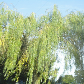 Debbi Chan: 'a willow blows', 2010 Color Photograph, Trees. Artist Description:     photos from Idaho.   ...