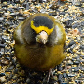 Debbi Chan: 'a yellow bird', 2011 Color Photograph, Birds. Artist Description:  photos from idaho. ...