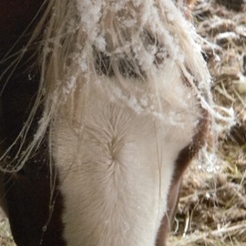 Debbi Chan: 'an equine with icey mane', 2010 Color Photograph, Equine. Artist Description:  photos from idaho.                                 ...