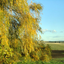 Debbi Chan: 'autumn colors to my willow come', 2010 Color Photograph, Trees. Artist Description:        photos from Idaho.       ...