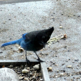 Debbi Chan: 'big and blue', 2010 Color Photograph, Birds. Artist Description:  photos from idaho. ...