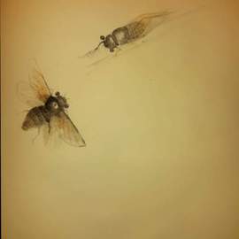 Debbi Chan Artwork cicada pair, 2015 Graphite Drawing, Fauna