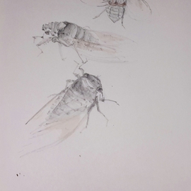 Debbi Chan Artwork cicada three, 2015 Watercolor, Botanical