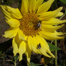 Debbi Chan: 'competition', 2010 Color Photograph, Botanical. Artist Description:          fotos from Idaho.        ...