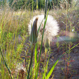 Debbi Chan: 'dandelion oh dandelion', 2010 Color Photograph, Botanical. Artist Description:           photos from idaho                                                              ...