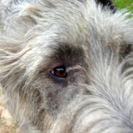 Debbi Chan: 'dublin', 2010 Color Photograph, Dogs. Artist Description:  photos from idaho. ...