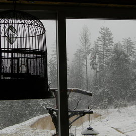 Debbi Chan: 'empty cage faces snow', 2011 Color Photograph, Botanical. Artist Description:            photos from idaho.                           ...
