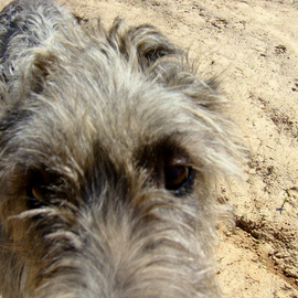 Debbi Chan: 'face of dublin', 2010 Color Photograph, Dogs. Artist Description:    photos from idaho.   ...