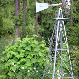 Debbi Chan: 'flowers under family windmill', 2010 Color Photograph, Botanical. Artist Description:                    photos from idaho.                                                          ...