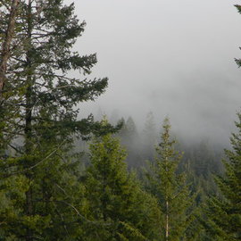 Debbi Chan: 'fog takes over', 2010 Color Photograph, Trees. Artist Description:       photos from idaho.      ...