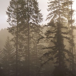 Debbi Chan: 'fog thru trees', 2010 Color Photograph, Trees. Artist Description:       photos from idaho     ...