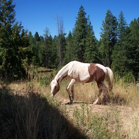 Debbi Chan: 'freedom', 2010 Color Photograph, Equine. Artist Description:     photos from Idaho.    ...