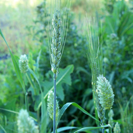 Debbi Chan: 'grasses  in green', 2010 Color Photograph, Botanical. Artist Description:                     photos from idaho                                                                        ...
