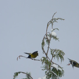 Debbi Chan: 'grosbeak fly to breakfast', 2010 Color Photograph, Birds. Artist Description:            photos from idaho.           ...