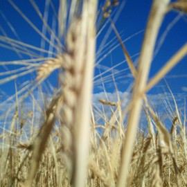 Debbi Chan: 'hay stalks of gold', 2012 Color Photograph, Beauty. Artist Description:     photos from Idaho.    ...