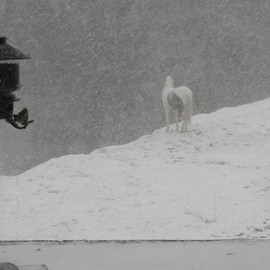 Debbi Chan: 'horses birds and snow', 2010 Color Photograph, Home. Artist Description:           photos from Idaho.                    ...