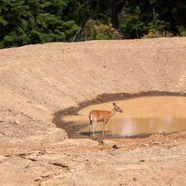 Debbi Chan: 'indecision', 2010 Color Photograph, Fauna. Artist Description:         photos from Idaho.                                                                                                                     ...