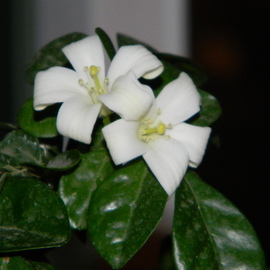 Debbi Chan: 'jasmine bonsai blooming', 2011 Other Photography, Botanical. Artist Description:    photos from idaho.  ...