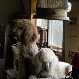 Debbi Chan: 'just groomed', 2011 Color Photograph, Dogs. Artist Description:             photos from idaho.            ...
